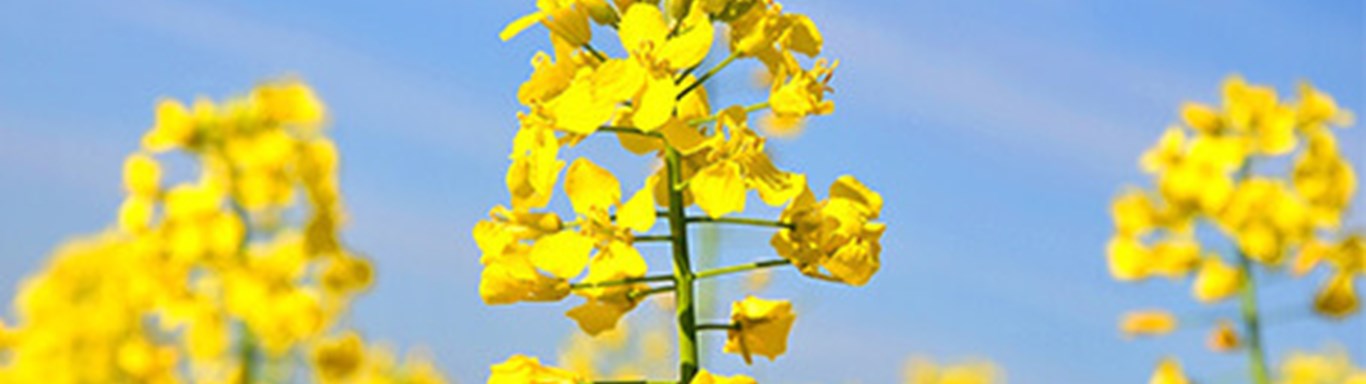 Yellow flower against blue sky.